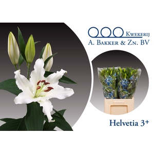 LI OR HELVETIA