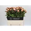Paeonia Albert Crousse