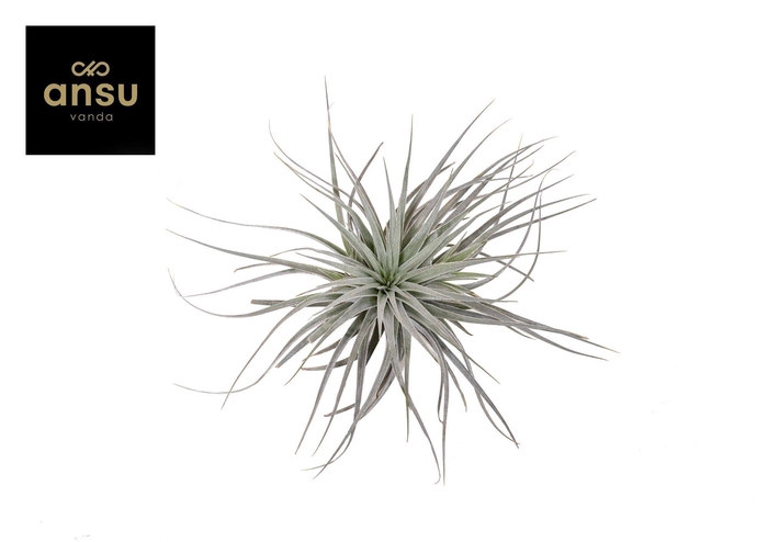 <h4>Tillandsia Silver Kop (enkel)</h4>