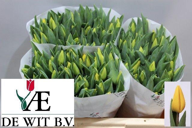 <h4>TU EN YELLOW FLIGHT</h4>