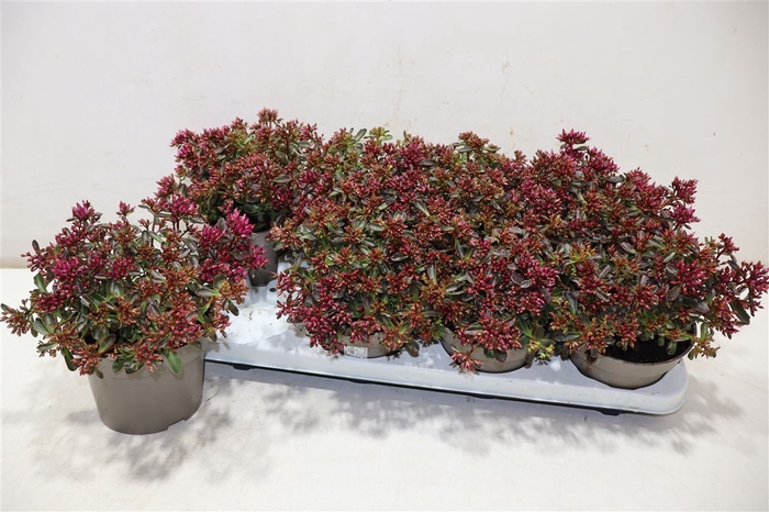 <h4>Sedum Spu Spot D Ros</h4>