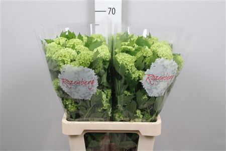 <h4>Viburnum opulus 'Roseum'</h4>