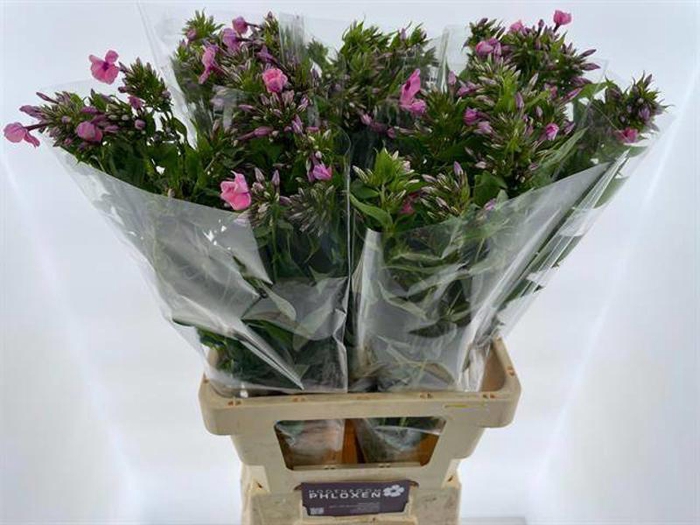<h4>Phlox Sweet Kiki Hogenboom</h4>