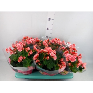 Begonia elat. DU 'Borias'