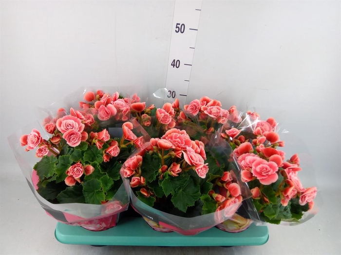 <h4>Begonia elat. DU 'Borias'</h4>