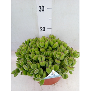 Cotyledon tome. ladys.