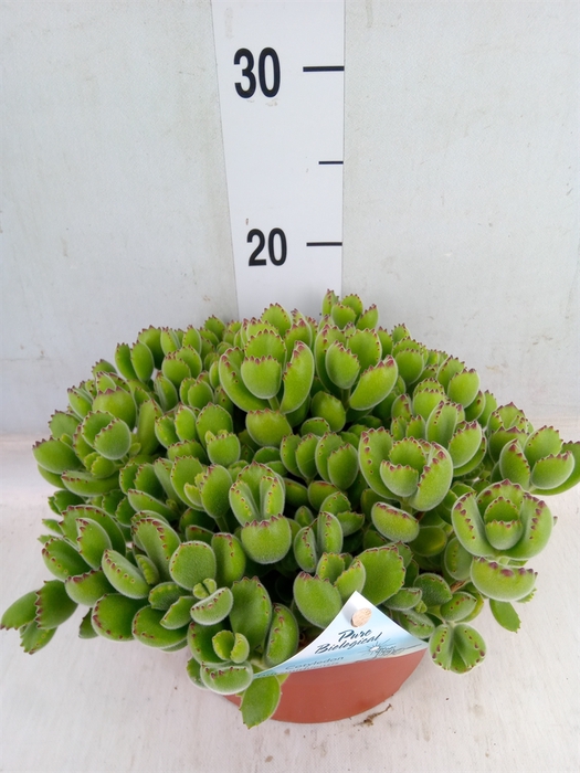 <h4>Cotyledon tome. ladys.</h4>
