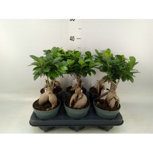 Ficus microcarpa 'Ginseng'