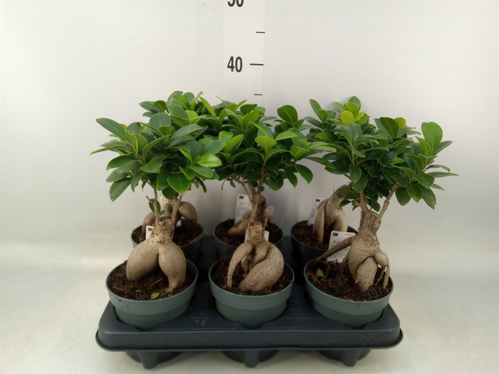 <h4>Ficus microcarpa 'Ginseng'</h4>