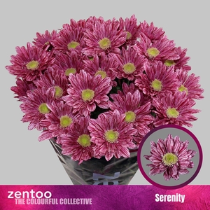 CHR T SERENITY
