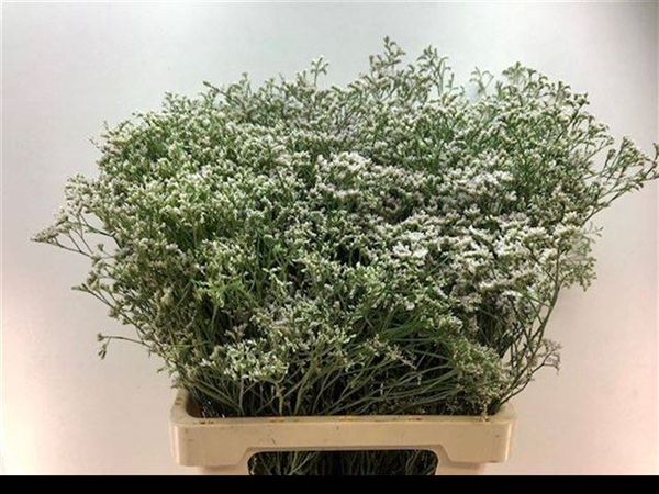 <h4>LIM WHITE NETO</h4>