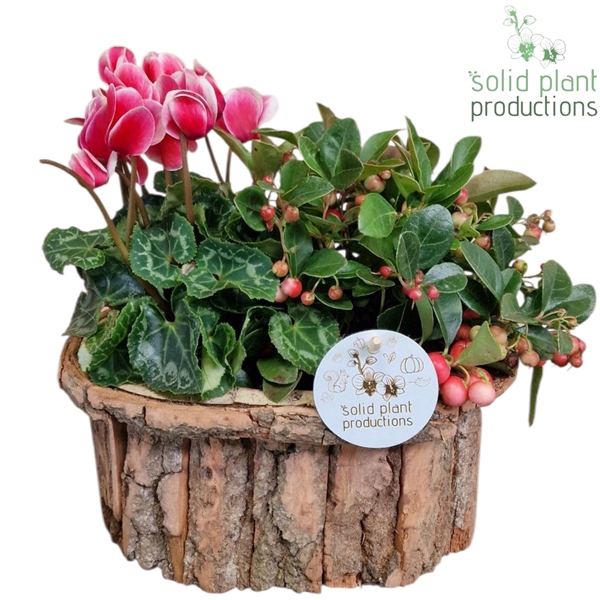 <h4>BOS006 Bark O Small Brown</h4>