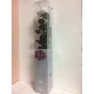 Roos op steel xl Plexi 55cm White