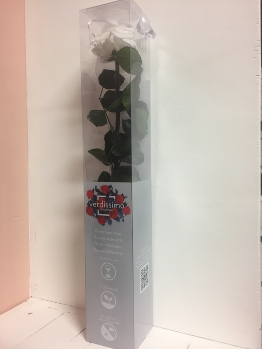 Roos op steel xl Plexi 55cm White
