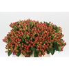 Hypericum androsaemum Tomato Flair