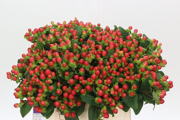 <h4>Hypericum androsaemum Tomato Flair</h4>