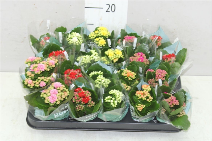 <h4>Kalanchoe Rosalina Mix</h4>