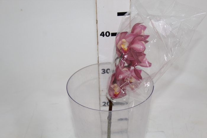 CYMBIDIUM HT MIN 5 FLS ROSA ESCURO