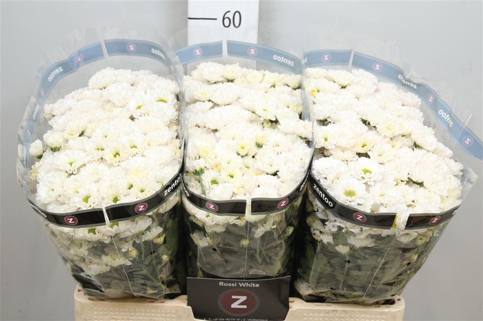 <h4>Chr S Rossi White</h4>