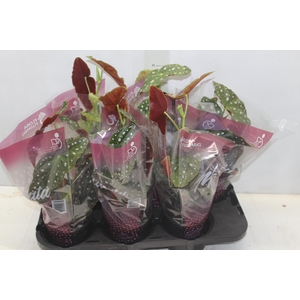 BEGONIA MACULATA P13 PO