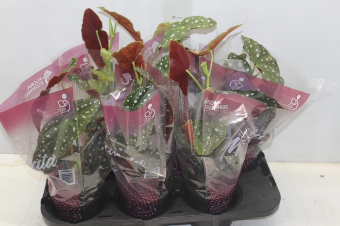 <h4>BEGONIA MACULATA P13 PO</h4>