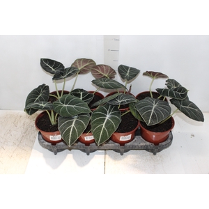 ALOCASIA BLACK P15