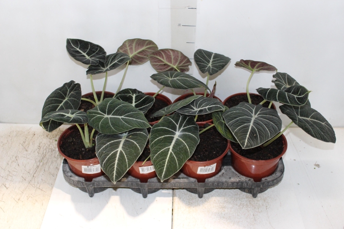 <h4>ALOCASIA BLACK P15</h4>