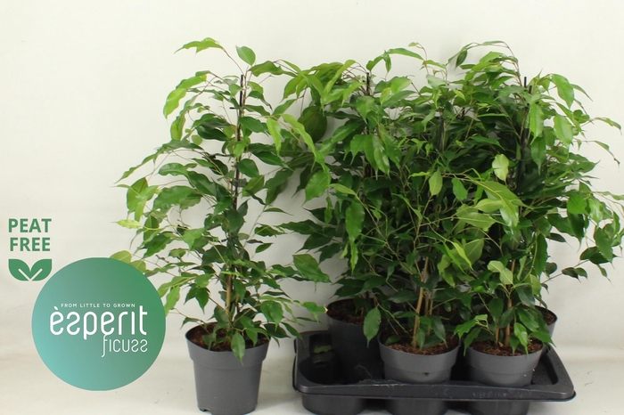 <h4>FIC BE DANITA</h4>