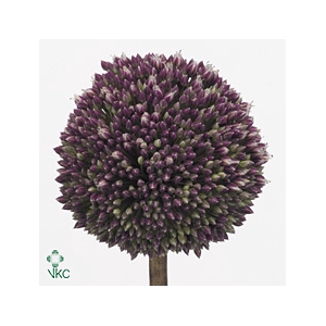 ALLIUM SUMMER DRUMMER ALLIUM SUMMER
