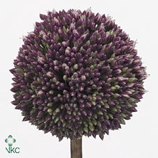 <h4>Allium  'Summer Drummer'</h4>