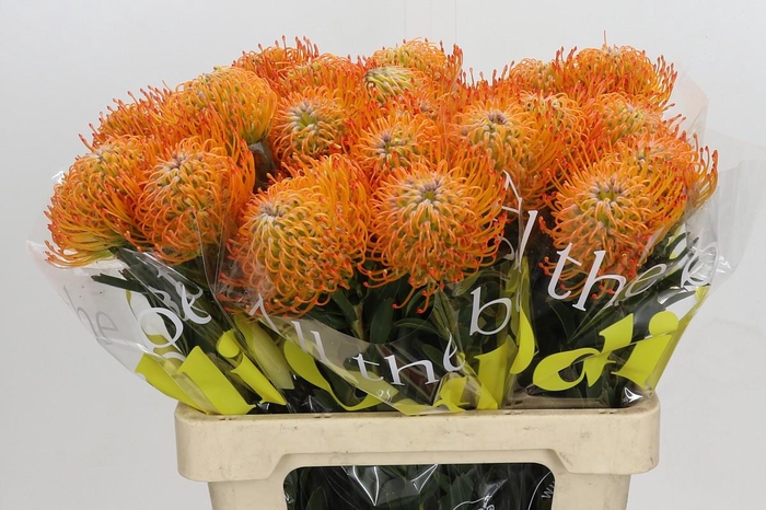 <h4>Nutans Ayoba Sun</h4>