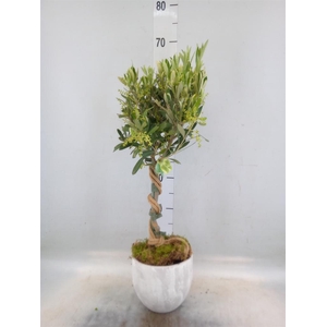 Arr.   Tuinplanten H%