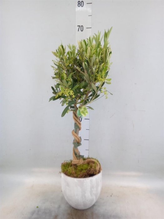 <h4>Arr.   Tuinplanten H%</h4>