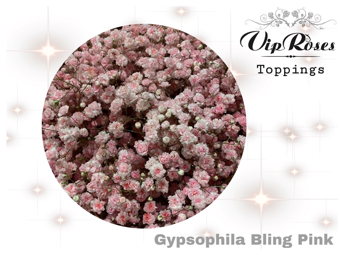 <h4>GYPS PA BLING PINK</h4>