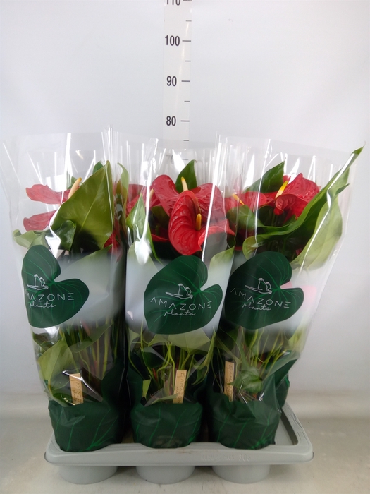 <h4>Anthurium andr. 'Nevada'</h4>