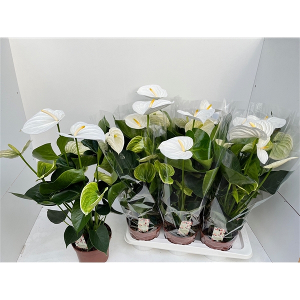 <h4>Anthurium Alpine</h4>