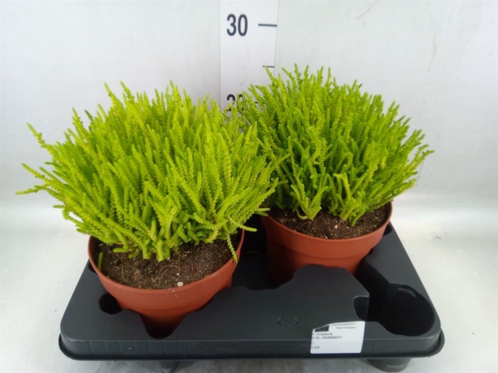 <h4>Crassula   ...</h4>