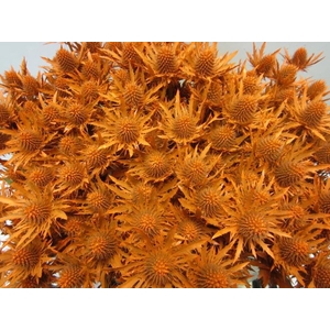 Eryn Orion Oranje L50