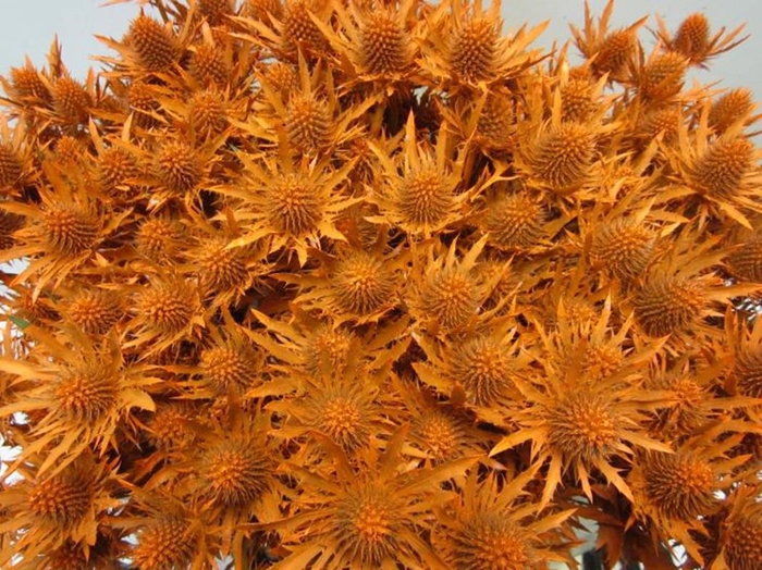 <h4>Eryn Orion Oranje L50</h4>