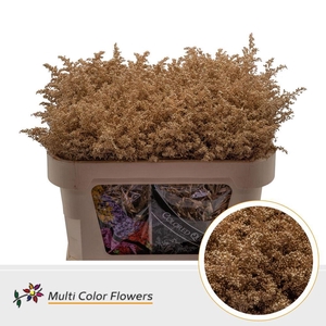 Solidago   ...colored  H%