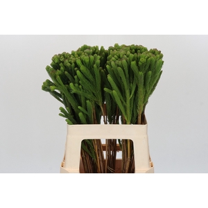 Kaaps Groen Albigreen