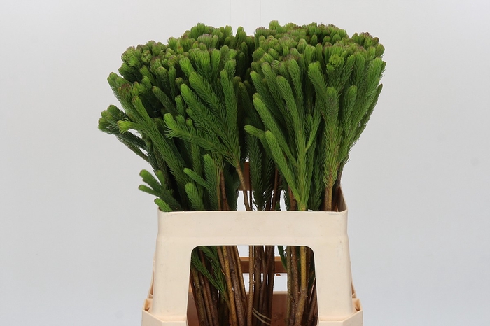 <h4>Kaaps Groen Albigreen</h4>