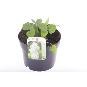 Alcea rosea Chart. Double White