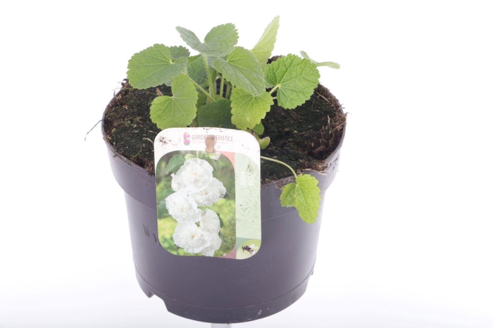 <h4>Alcea rosea Chart. Double White</h4>