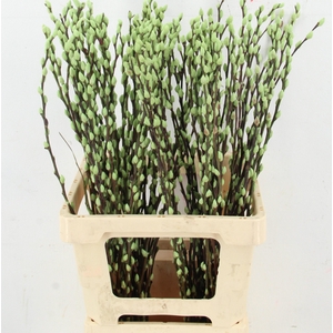SALIX OV KLB H%