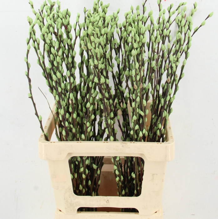 <h4>SALIX OV KLB H%</h4>