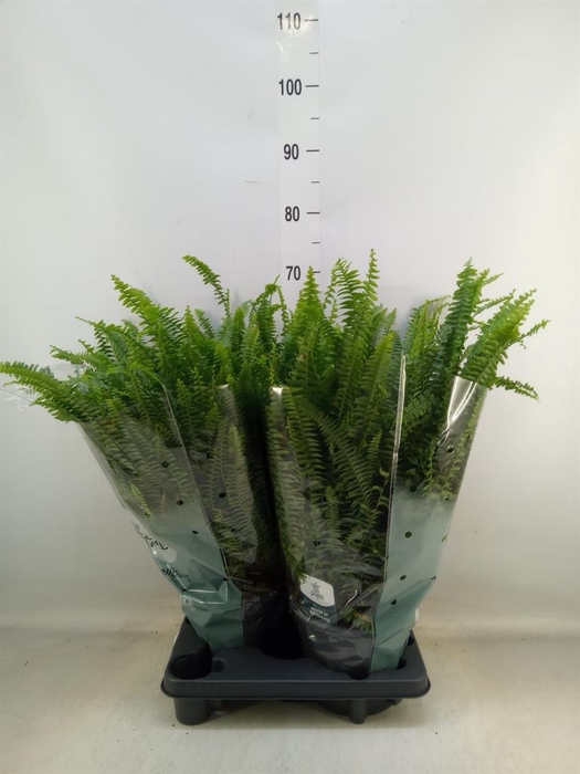 <h4>Nephrolepis exal. 'Green Lady'</h4>