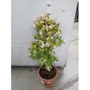 Crassula ovata 'Sunset'