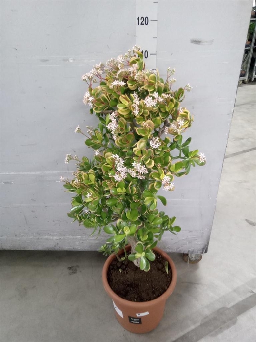 <h4>Crassula ovata 'Sunset'</h4>