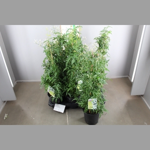 JASM POLYANTHUM